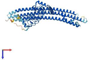 EPS8-Like 1 Protein (EPS8L1) (AA 1-523) (His tag)