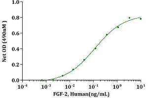 Activity Assay (AcA) image for Fibroblast Growth Factor 2 (Basic) (FGF2) (AA 135-288), (Isoform 1) (Active) protein (ABIN2017855)