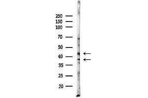 Western blot analysis of lysates from Mouse liver, using MKK3/MKK6 Antibody at 1/1000 dilution.