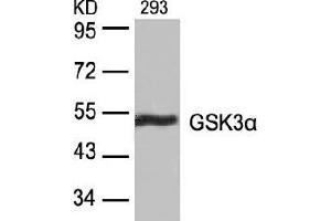 Image no. 4 for anti-Glycogen Synthase Kinase 3 alpha (GSK3a) (Ser21) antibody (ABIN197105) (GSK3 alpha Antikörper  (Ser21))