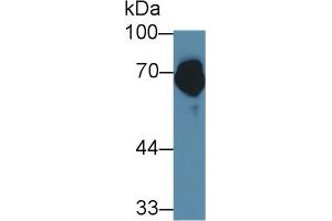 Detection of FUR in Porcine Skin lysate using Polyclonal Antibody to Furin (FUR) (FURIN Antikörper  (AA 587-748))