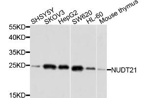 Western blot analysis of extracts of various cell lines, using NUDT21 antibody. (NUDT21 Antikörper)