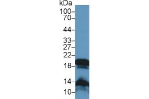 Detection of GKN2 in Rat Stomach lysate using Polyclonal Antibody to Gastrokine 2 (GKN2) (Gastrokine 2 Antikörper  (AA 21-184))