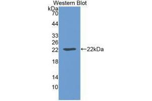 Western blot analysis of recombinant Mouse LEP. (Leptin Antikörper  (AA 22-167))