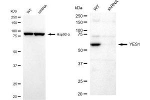 Western blotting analysis using YES1 antibody (ABIN7800809).