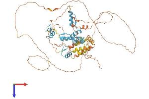 HIC2 Protein (AA 1-615) (His tag)
