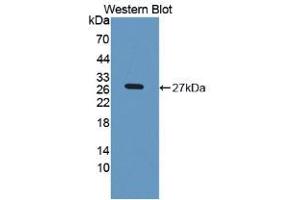Western Blot; Sample: Recombinant LPO, Rat. (LPO Antikörper  (AA 351-589))