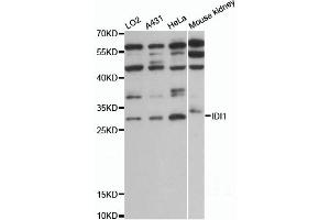 Western blot analysis of extracts of various cell lines, using IDI1 antibody (ABIN6292160) at 1:1000 dilution. (IDI1 Antikörper)