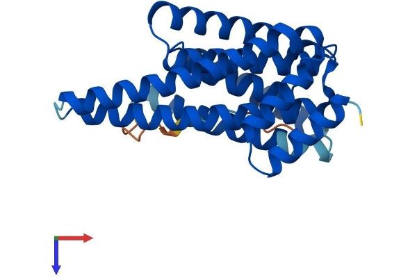 YWHAE Protein (AA 1-255) (His tag)