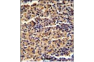 Formalin-fixed and paraffin-embedded human spleen reacted with ALKBH8 Antibody (C-term), which was peroxidase-conjugated to the secondary antibody, followed by DAB staining. (ALKBH8 Antikörper  (C-Term))