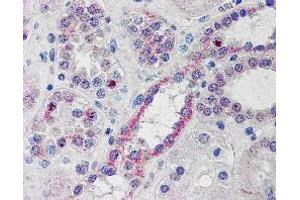 ABIN185195 (10µg/ml) staining of paraffin embedded Human Kidney.