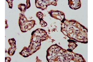 IHC image of ABIN7167474 diluted at 1:400 and staining in paraffin-embedded human placenta tissue performed on a Leica BondTM system. (RIPK2 Antikörper  (AA 1-540))