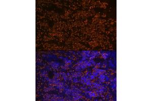 Immunofluorescence (IF) image for anti-Hemoglobin, alpha 1 (HBA1) antibody (ABIN7267608)