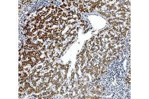 IHC analysis of Gpnmb using anti-Gpnmb antibody (ABIN7600217). (Osteoactivin Antikörper  (AA 164-564))