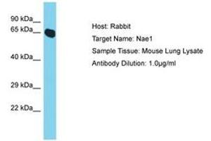 Image no. 1 for anti-NEDD8 Activating Enzyme E1 Subunit 1 (NAE1) (AA 308-357) antibody (ABIN6750418) (NAE1 Antikörper  (AA 308-357))