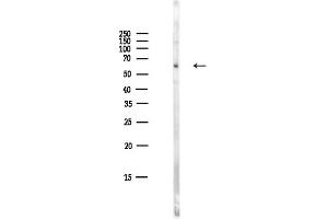 Western blot analysis of lysates from HepG2 cells(LPS,4h treatment), using Phospho-SGK1 (Ser422) Antibody at 1/1000 dilution.
