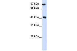 Western Blotting (WB) image for anti-Pre-B-Cell Leukemia Homeobox Interacting Protein 1 (PBXIP1) antibody (ABIN2457987) (PBXIP1 Antikörper)