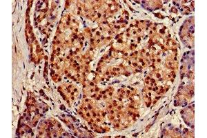 IHC image of ABIN7152317 diluted at 1:150 and staining in paraffin-embedded human pancreatic tissue performed on a Leica BondTM system. (XPO1 Antikörper  (AA 625-845))