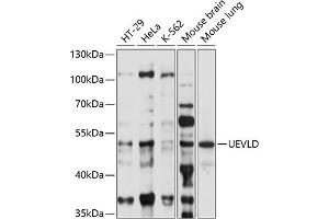 Western blot analysis of extracts of various cell lines, using UEVLD antibody (ABIN7271212) at 1:1000 dilution. (UEVLD Antikörper  (AA 50-190))