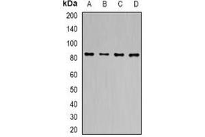 Western blot analysis of TLE1 expression in MCF7 (A), HT29 (B), mouse liver (C), mouse brain (D) whole cell lysates.