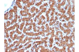 Formalin-fixed, paraffin-embedded human Liver stained with Cytochrome C Recombinant Rabbit Monoclonal Antibody (CYCS/3128R). (Rekombinanter Cytochrome C Antikörper)