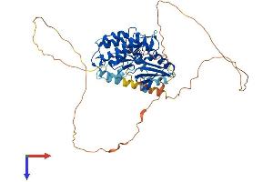 CAMKV Protein (AA 1-501) (His tag)