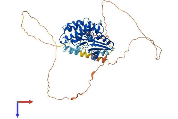 CAMKV Protein (AA 1-501) (His tag)