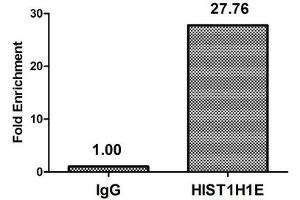 Chromatin Immunoprecipitation Hela (4*10 6 ) were treated with Micrococcal Nuclease, sonicated, and immunoprecipitated with 8 μg anti-HIST1H1E (nme1HU) or a control normal rabbit IgG. (HIST1H1E Antikörper)