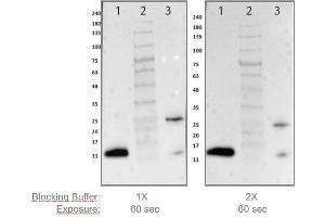 Western Blot Comparison of 1X and 2X Universal Blocking Buffer. (Blocking Buffer for Fluorescent Western Blotting)