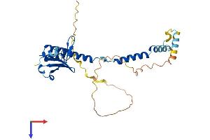 MAK16 Homolog (MAK16) (AA 1-300) protein (His tag)