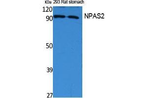 Western Blotting (WB) image for anti-Neuronal PAS Domain Protein 2 (NPAS2) (Internal Region) antibody (ABIN3187613) (NPAS2 Antikörper  (Internal Region))