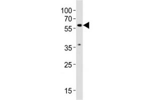 Western blot testing of SMAD2 antibody at 1:1000 dilution + NIH3T3 lysate