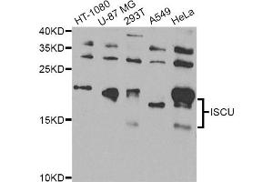 Western blot analysis of extracts of various cell lines, using ISCU Antibody. (ISCU Antikörper)