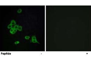 Immunofluorescence analysis of MCF-7 cells, using CDH26 polyclonal antibody .