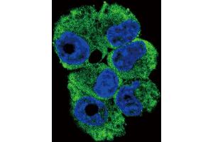 Confocal immunofluorescent analysis of TR Antibody (N-term) 6545a with NCI- cell followed by Alexa Fluor 488-conjugated goat anti-rabbit lgG (green). (CD40 Ligand Antikörper  (N-Term))