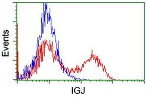 HEK293T cells transfected with either RC207932 overexpress plasmid (Red) or empty vector control plasmid (Blue) were immunostained by anti-IGJ antibody (ABIN2455471), and then analyzed by flow cytometry. (IGJ Antikörper)