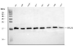 Western blot analysis of RPL32 using anti-RPL32 antibody (ABIN7602916). (RPL32 Antikörper  (C-Term))