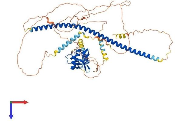 DACH2 Protein (AA 1-599) (His tag)