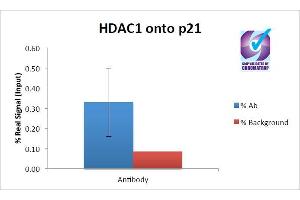ChIP of 2ug ABIN987284 with MCF7 chromatin using the Chromatrap® spin column sonication kit (Protein G) measuring H3 enrichment onto the p21 locus. (HDAC1 Antikörper  (AA 385-396))