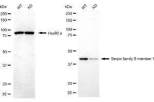 Western blotting analysis using serpin family B member 1 antibody (ABIN7800319).