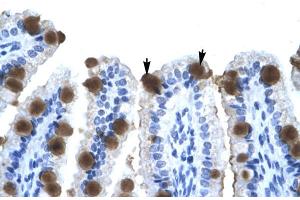 Human Intestine (ZNF70 Antikörper  (N-Term))