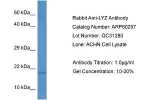 Western Blotting (WB) image for anti-Lysozyme (LYZ) (C-Term) antibody (ABIN786122) (LYZ Antikörper  (C-Term))