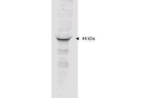 Image no. 1 for anti-Mitogen-Activated Protein Kinase-Activated Protein Kinase 2 (MAPKAPK2) (AA 310-325) antibody (ABIN199913) (MAPKAP Kinase 2 Antikörper  (AA 310-325))