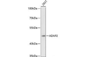Western blot analysis of extracts of 293T cells using ADAP2 Polyclonal Antibody at dilution of 1:3000. (ADAP2 Antikörper)