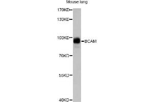 Western blot analysis of extracts of mouse lung, using BCAM antibody.