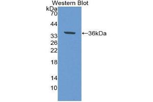 Western Blotting (WB) image for anti-Epidermal Growth Factor Receptor (EGFR) (AA 888-1210) antibody (ABIN5661991) (EGFR Antikörper  (AA 888-1210))