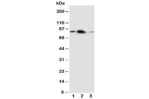 Western blot testing of APLP2 antibody and Lane 1:  rat brain (APLP2 Antikörper  (C-Term))