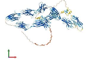 AlphaFold protein structure predicition of Mouse Recombinant Mybpc2 Protein, UniprotID Q5XKE0