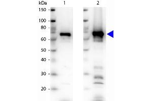 Western blot of Rabbit Anti-6xHIS Epitope Tag antibody. (His Tag Antikörper)