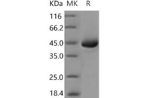 REG3A Protein (Fc Tag)